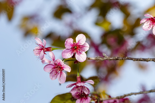 Close up wild Himalayan cherry (Prunus cerasoides) flowers in blue sky, Thailand's sakura flower
