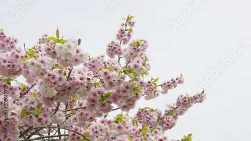 松前城の桜