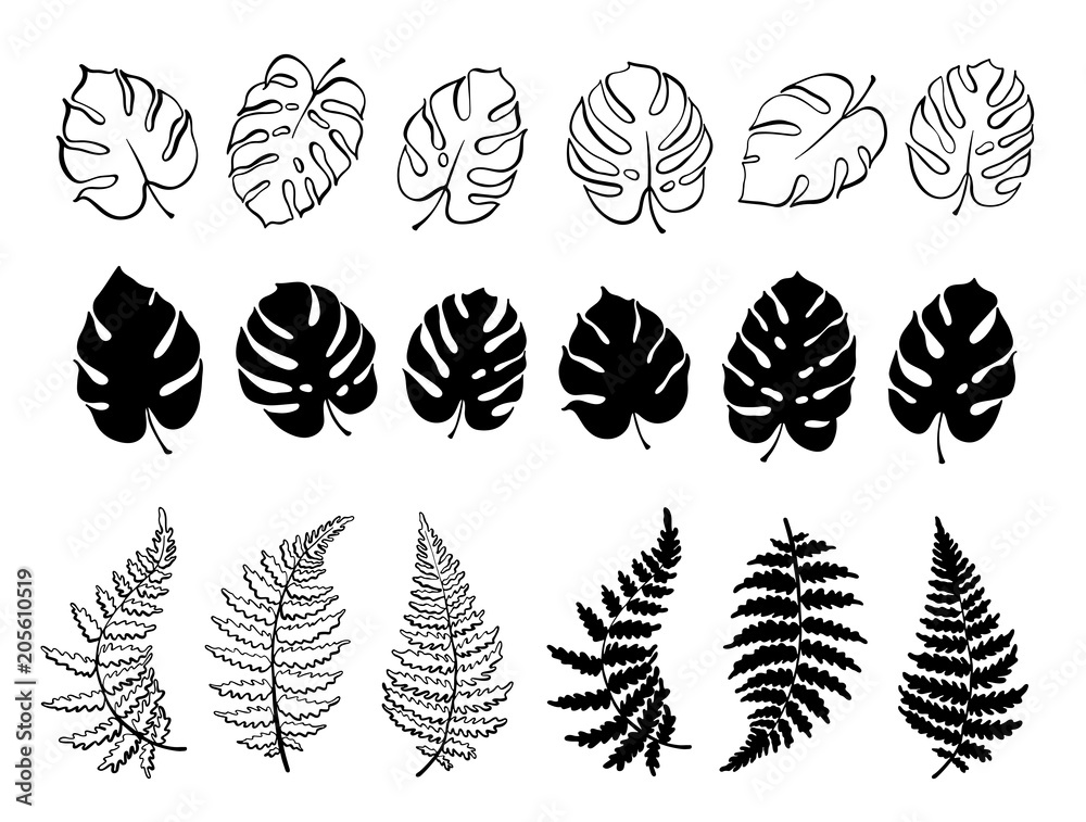 Vector illustration of fern and monstera leaves Vector illustration of fern and monstera leaves
