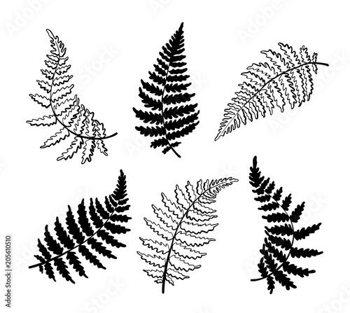 Vector botanical illustration of fern leaf photo