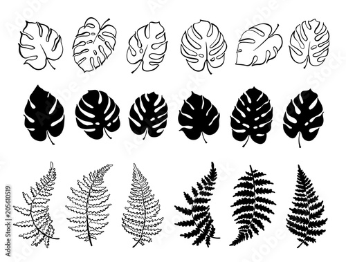 Vector illustration of fern and monstera leaves