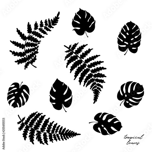 Vector illustration of fern and monstera leaves
