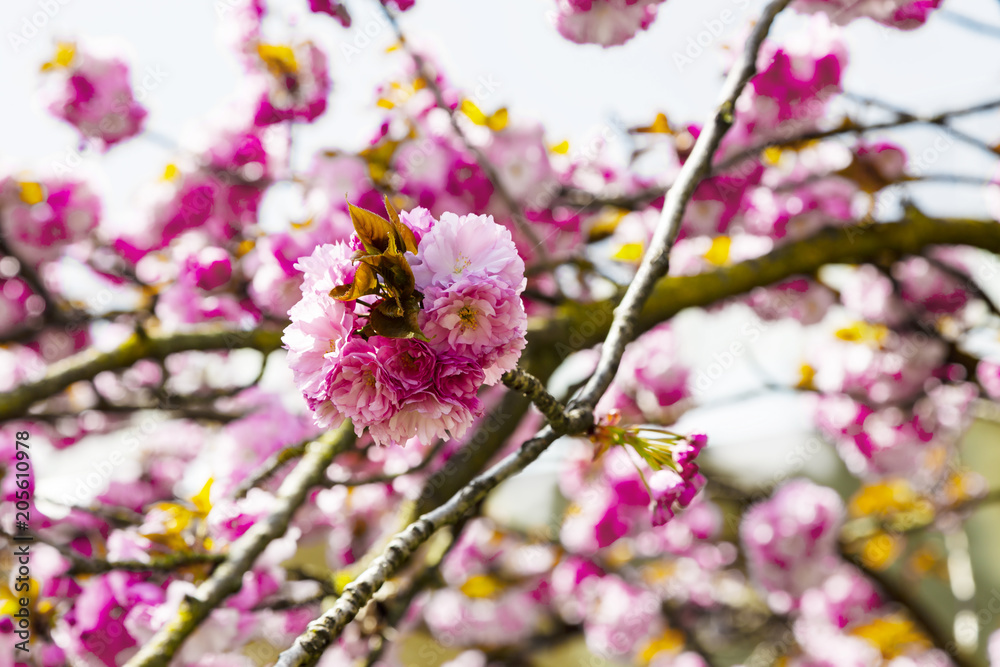 Blooming pink Japanese cherry or sakura flowers in Europe