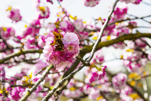 Blooming pink Japanese cherry or sakura flowers in Europe photo