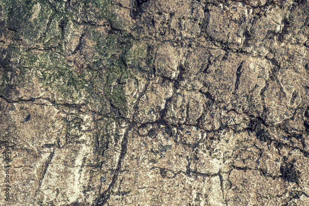 Eroded Marine Rocks Texture
