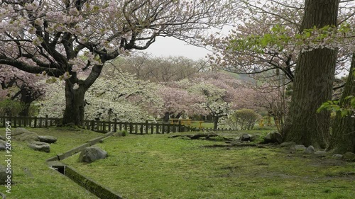 松前城の桜