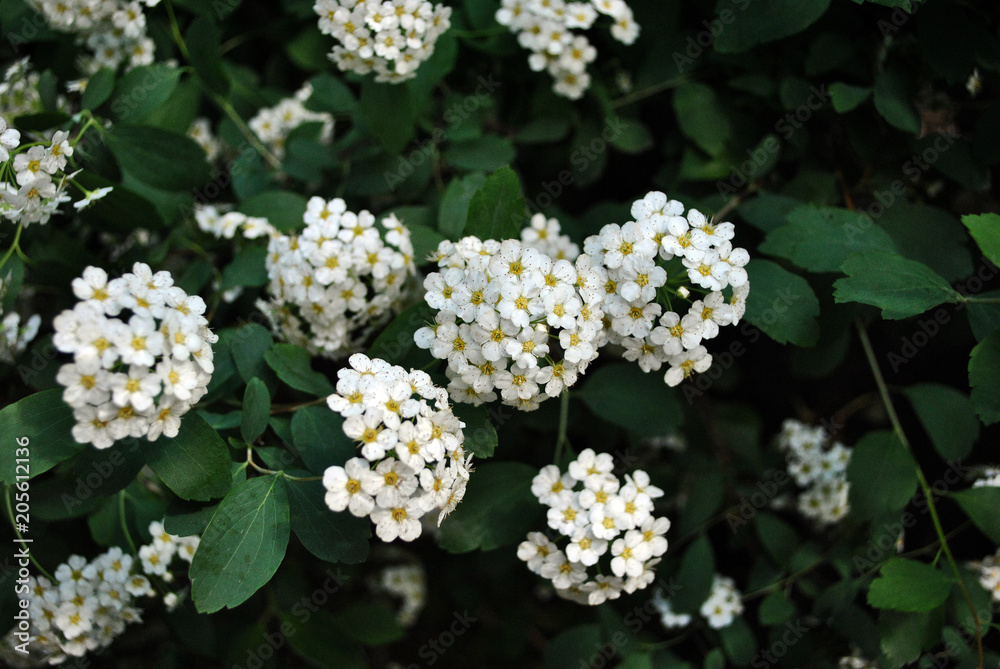White spiraea blooming bush with new green leaves, close up detail White spiraea blooming bush with new green leaves, close up detail
