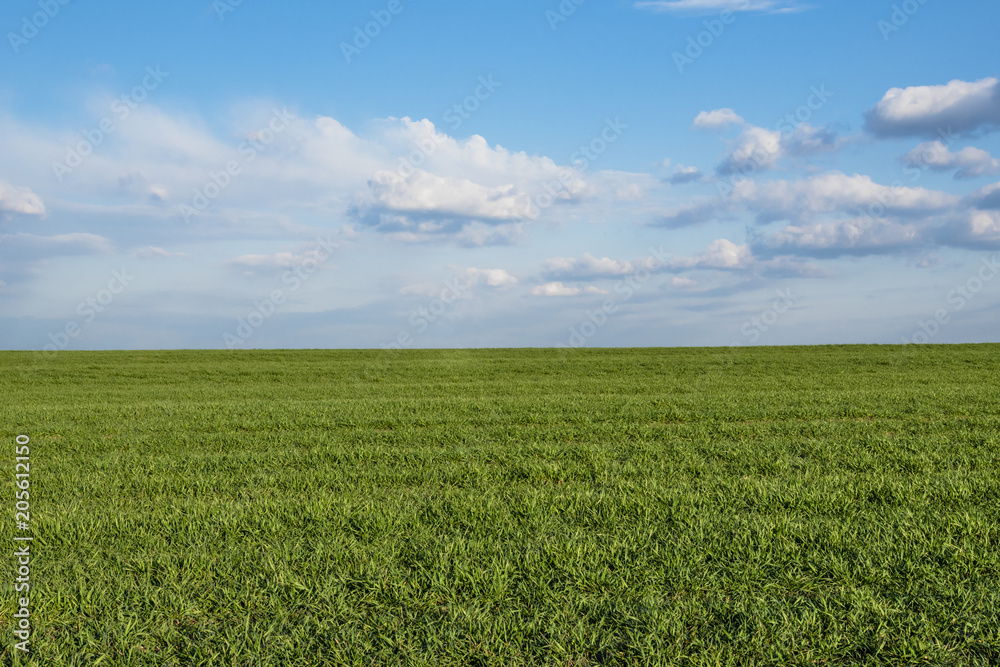 Landscape of beautiful corn field and blue sky with some clouds in grandangle view