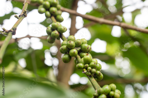 Robusta coffee with green fruit on the branch