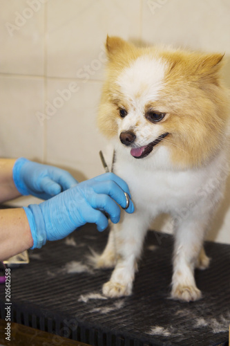 cutting hair in the dog hairdresser pomeranian dog © tetxu