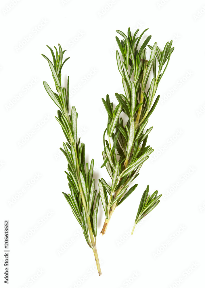 rosemary isolated on white rosemary isolated on white