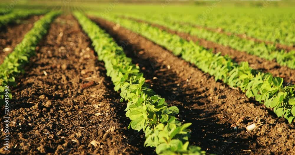 Green ripening soybean field, agricultural landscape Green ripening soybean field, agricultural landscape