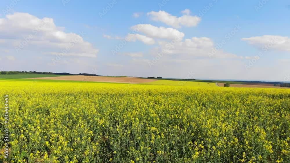 Blooming rapefields on a sunny day - aerial flight scene Blooming rapefields on a sunny day - aerial flight scene