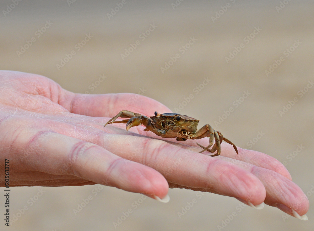 Small crab on top of fingers