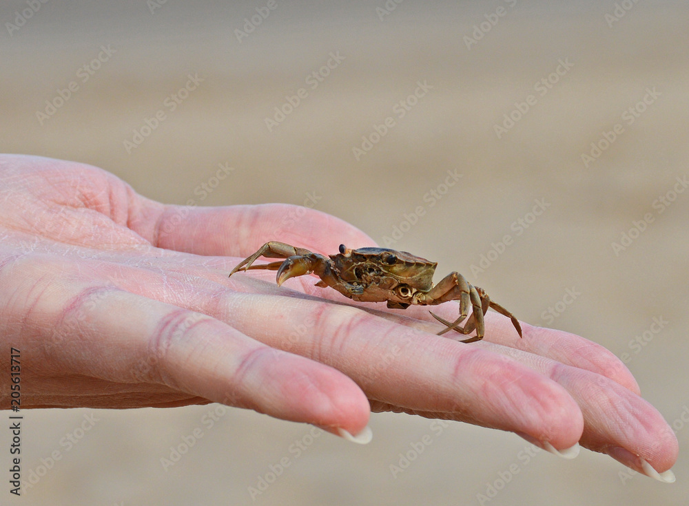 Small crab on top of fingers Small crab on top of fingers
