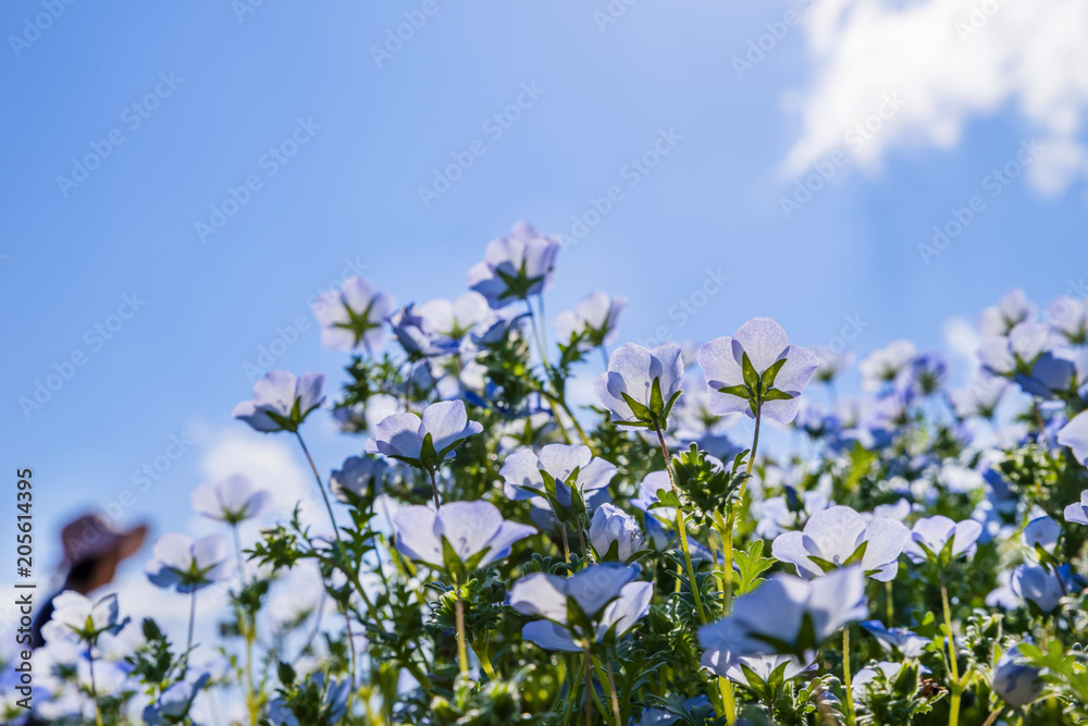 青空へ向かって咲くネモフィラの花 青空へ向かって咲くネモフィラの花