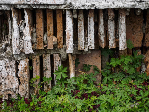 the collapsing part of the brick wall on which green plants grow