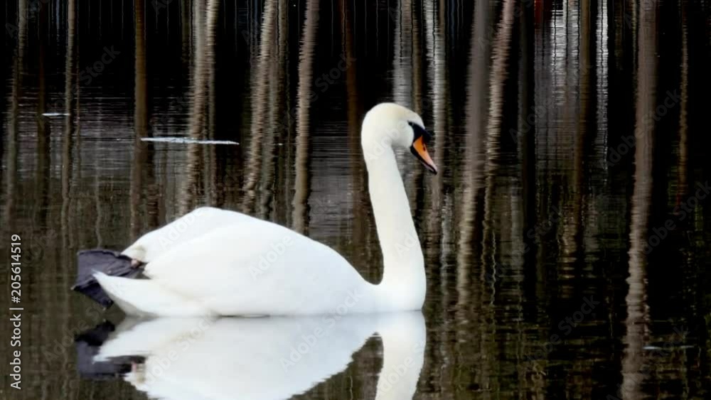 A graceful beautiful white Swan swims in the summer on a lake in the Park in search of food. Birds in the wild. A graceful beautiful white Swan swims in the summer on a lake in the Park in search of food. Birds in the wild.