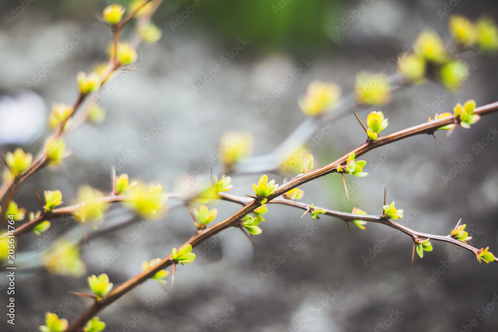 Barberry bush with new leaves in the garden. Selective focus. Shallow depth of field. Barberry bush with new leaves in the garden. Selective focus. Shallow depth of field.