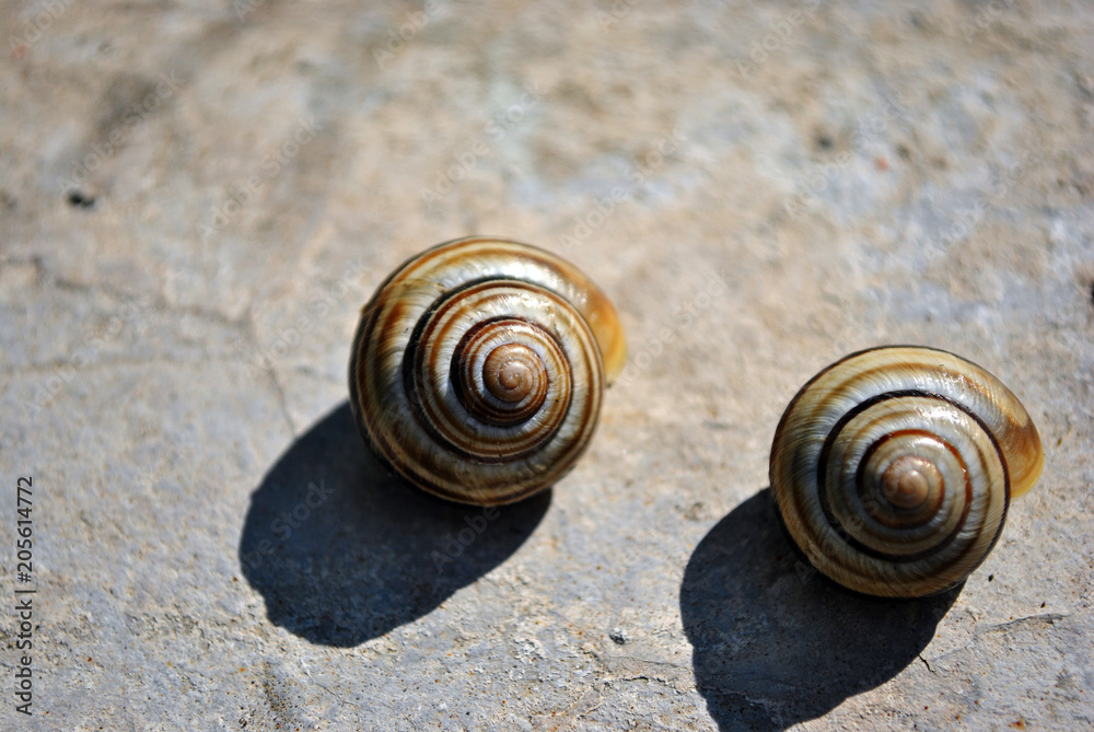 Striped Shells Of Theba Pisana White Garden Snail Sand Hill Snail White Italian Snail Grape Snail On Old Concrete Background Texture Close Up Detail Stock Photo Adobe Stock