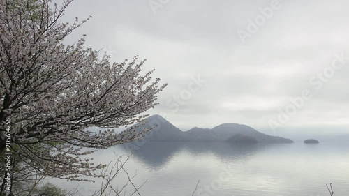 洞爺湖　桜