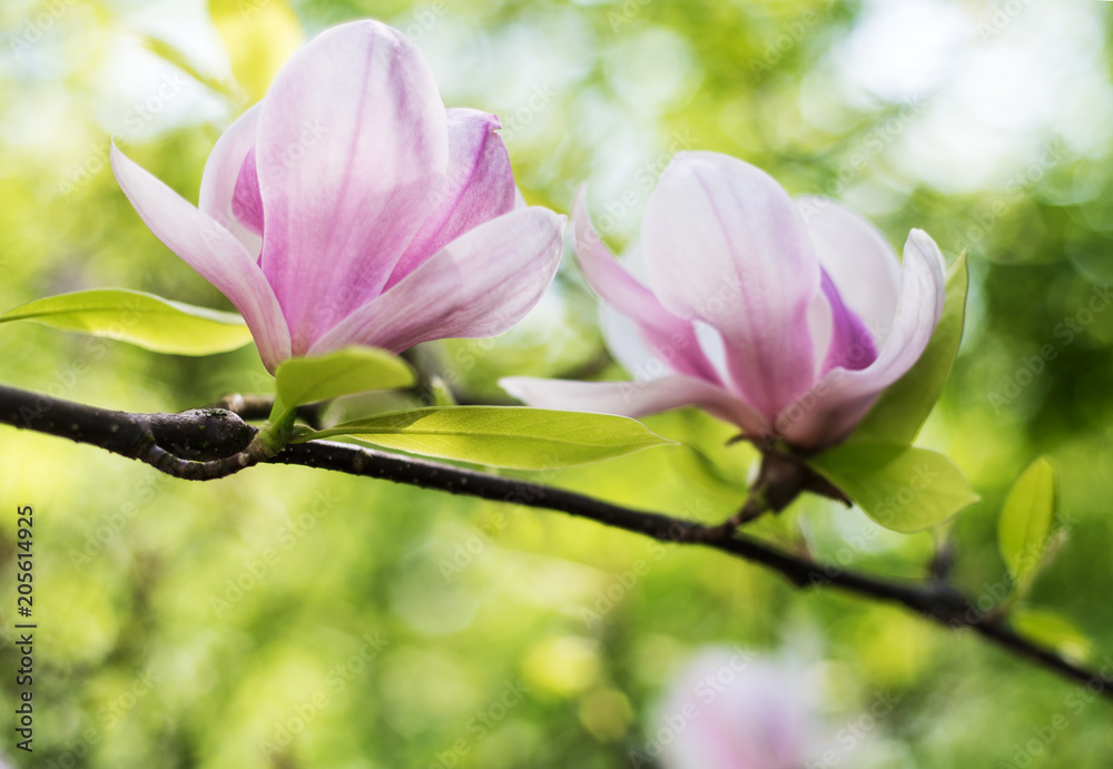 Spring magnolia flowers Spring magnolia flowers
