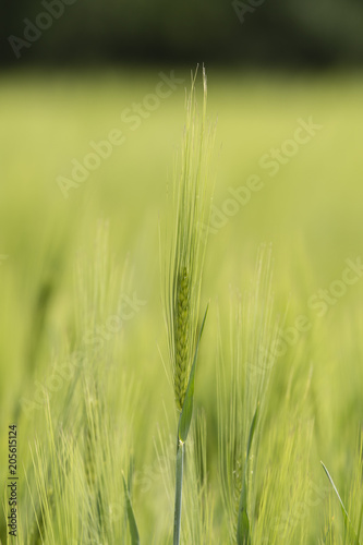 Green barley in the field in detail.