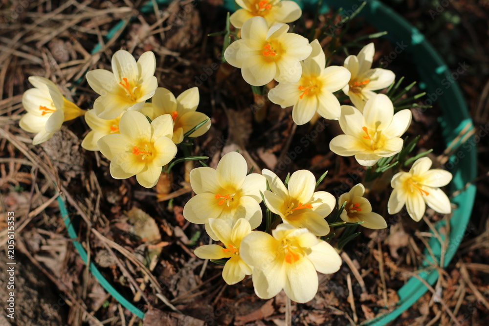 Obraz premium Krokus