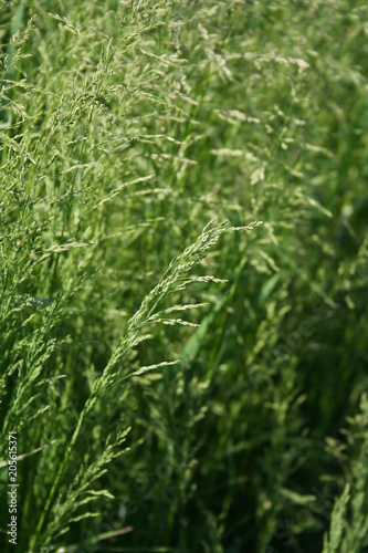 Allergy season. Flowering grasses in the meadow