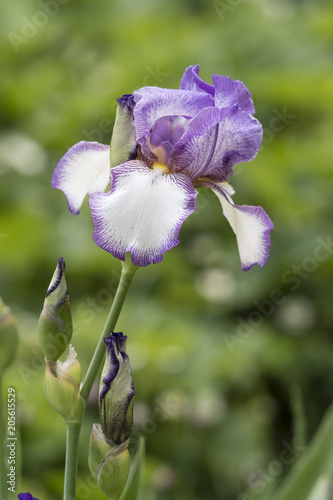 Fototapeta Naklejka Na Ścianę i Meble -  Violet-white iris growing outside.