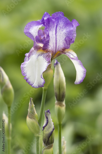 Violet-white iris growing outside.