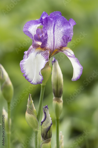 Fototapeta Naklejka Na Ścianę i Meble -  Violet-white iris growing outside.