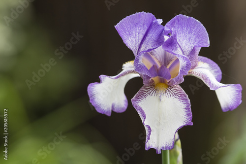 Fototapeta Naklejka Na Ścianę i Meble -  Violet-white iris growing outside.