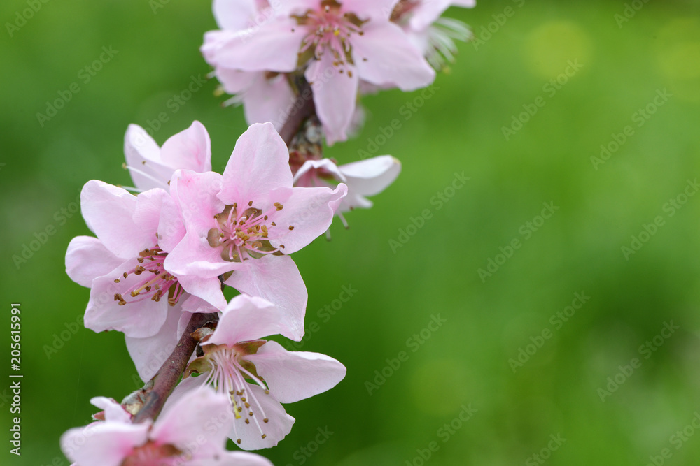 Obraz premium Weinbergspfirsichblüte in Ürzig an der Mosel