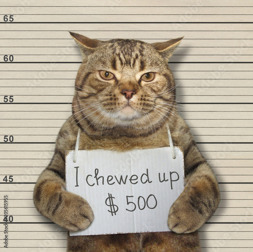 The bad cat chewed up 500 dollars. He was arrested for it.
