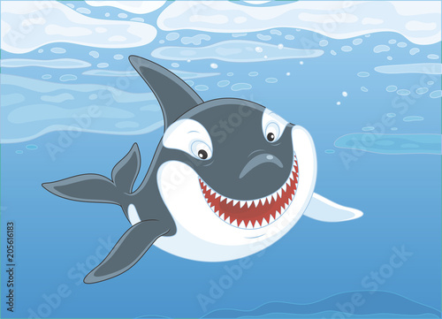 Killer whale swimming among drifting ice floes in blue water of a polar sea, vector illustration in a cartoon style