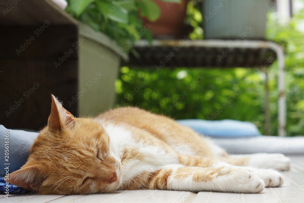 Fototapeta premium 眠る茶猫