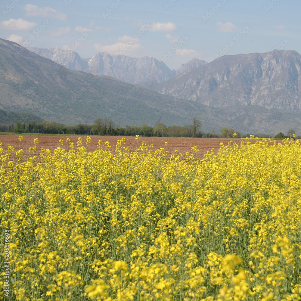 Flowering rapeseed or canola or colza field with mountains. Brassica Napus