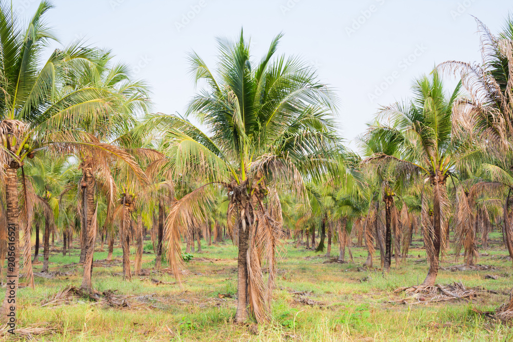 Coconut plantation