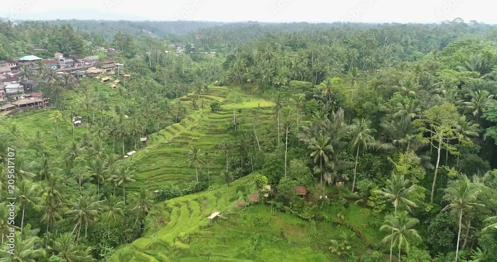 Aerial view of rice terrace. Flight over of rice field - October 2017: Tegalalang, Ubud, Bali Aerial view of rice terrace. Flight over of rice field - October 2017: Tegalalang, Ubud, Bali