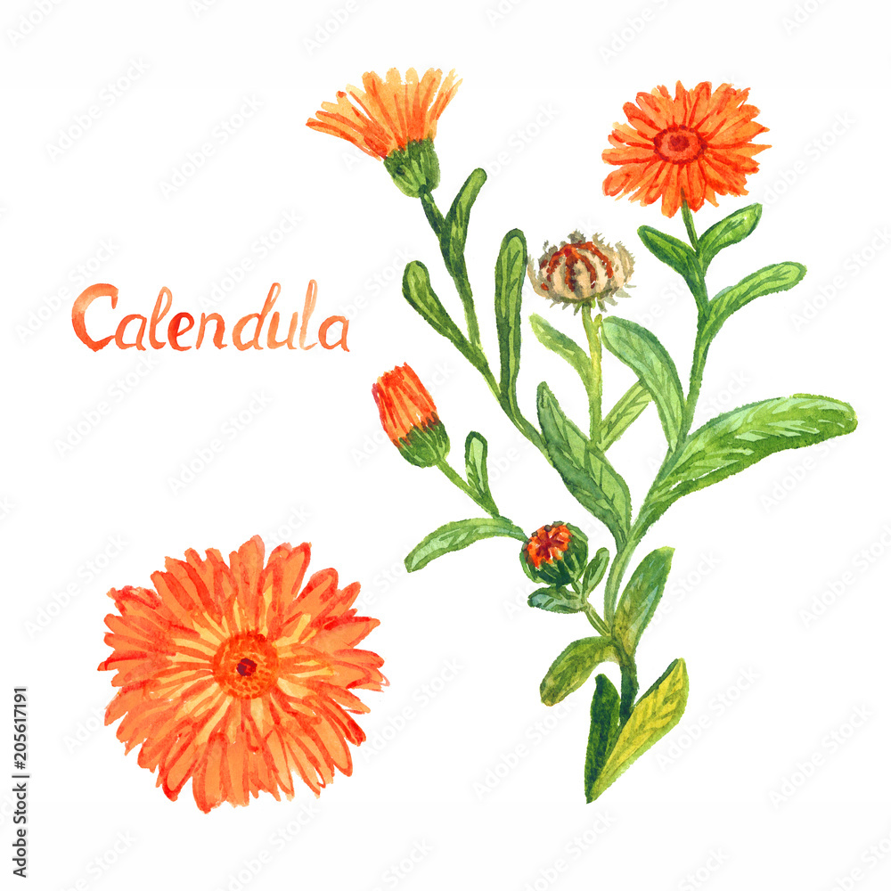 Calendula stem with flowers and leaves, separate flower, isolated on white background hand painted watercolor illustration with inscription - obrazy, fototapety, plakaty 