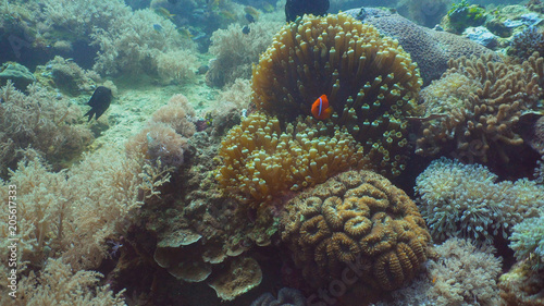 Clown Anemonefish in actinia on coral reef. Amphiprion percula. Mindoro. Underwater coral garden with anemone and clownfish. Philippines