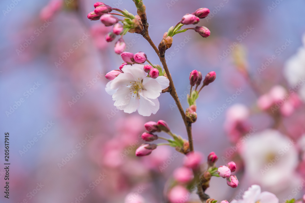 A beautiful sakura cherry blossoms in a sunny spring day. Cherry flowers in natural habitat. Sakura growing in park. Oriental spring atmosphere. A beautiful sakura cherry blossoms in a sunny spring day. Cherry flowers in natural habitat. Sakura growing in park. Oriental spring atmosphere.