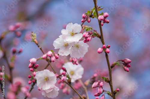 A beautiful sakura cherry blossoms in a sunny spring day. Cherry flowers in natural habitat. Sakura growing in park. Oriental spring atmosphere.