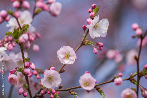 A beautiful sakura cherry blossoms in a sunny spring day. Cherry flowers in natural habitat. Sakura growing in park. Oriental spring atmosphere.