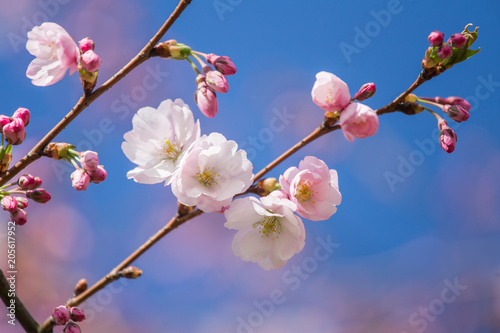 A beautiful sakura cherry blossoms in a sunny spring day. Cherry flowers in natural habitat. Sakura growing in park. Oriental spring atmosphere. © dachux21