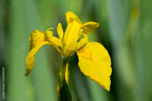 Fototapeta Naklejka Na Ścianę i Meble -  Yellow iris with abstract blurred background