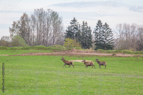 Beautiful deer flock grazing in the spring meadow. Dears in the field. Colorful spring landscape.