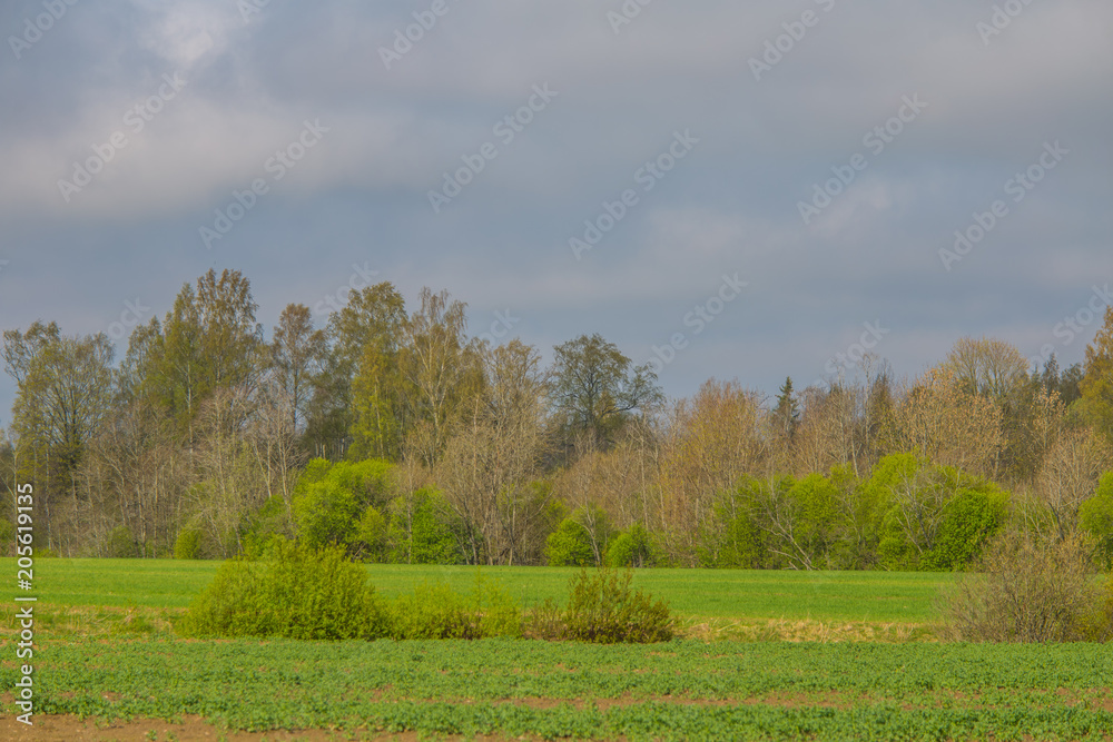 A beautiful, bright spring landscape of a field and trees. Refreshing atmosphere.