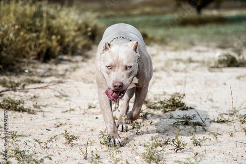 Pitbull American Bully 
